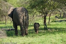 Afrikanischer Elefant (97 von 131).jpg